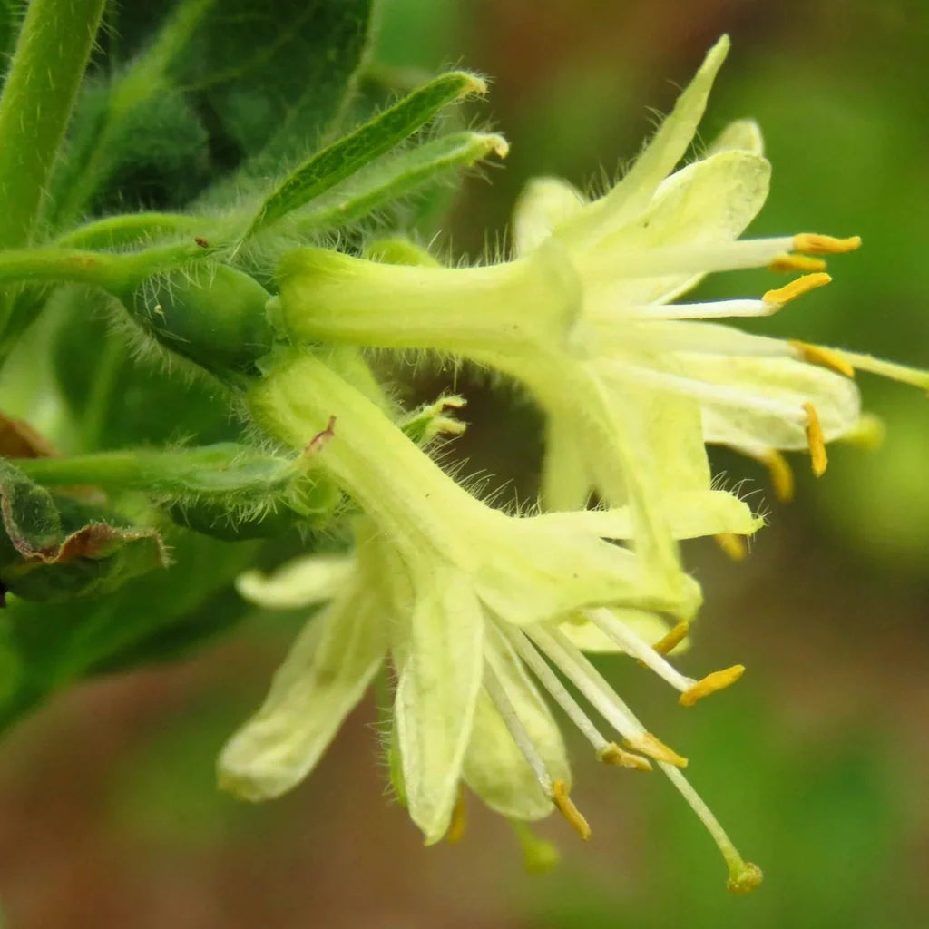 Mana Maicii Domnului " Lonicera c. Blue Velvet"