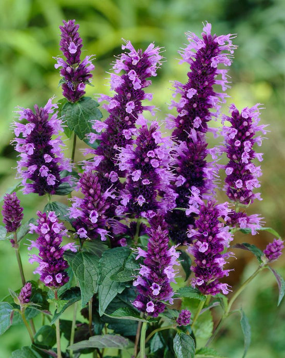 Menta Colibri , Agastache Black Adder , 1 bucata la ghiveci