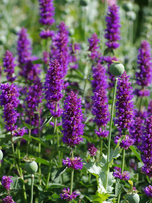 Menta Colibri , Agastache Blue Boa , 1 bucata la ghiveci