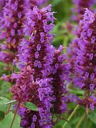 Menta Colibri , Agastache Blue Boa , 1 bucata la ghiveci