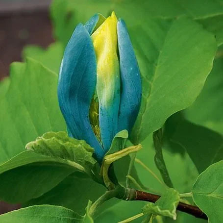 Magnolia "Blue Opal" la ghiveci