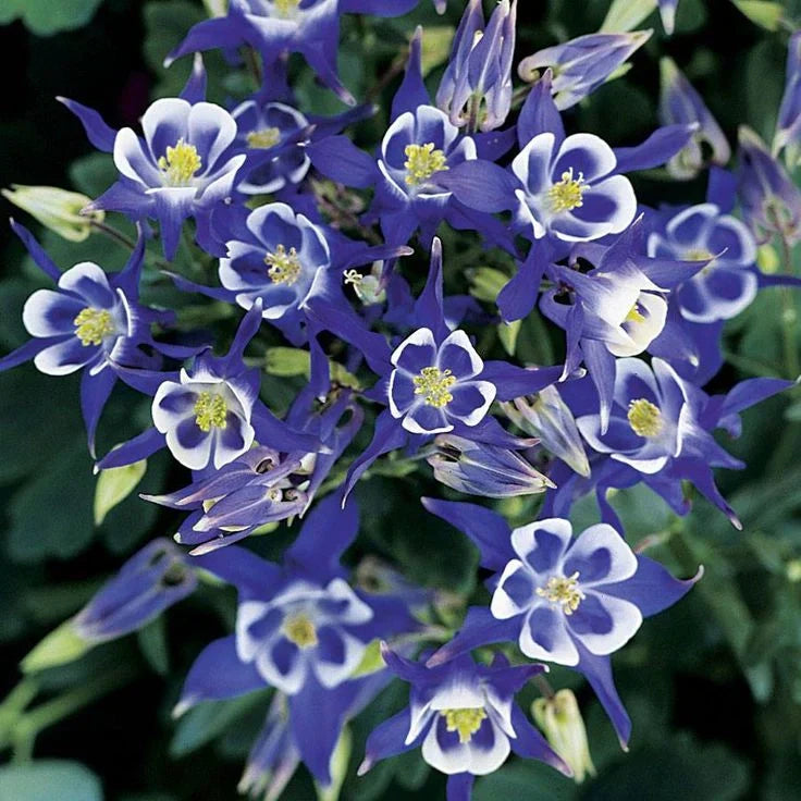Bulb de Căldărușe "Aquilegia Blue", 2 bucati