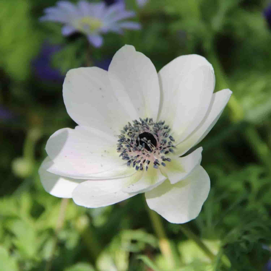 Bulbi de Anemone "Bride", 10 bucati