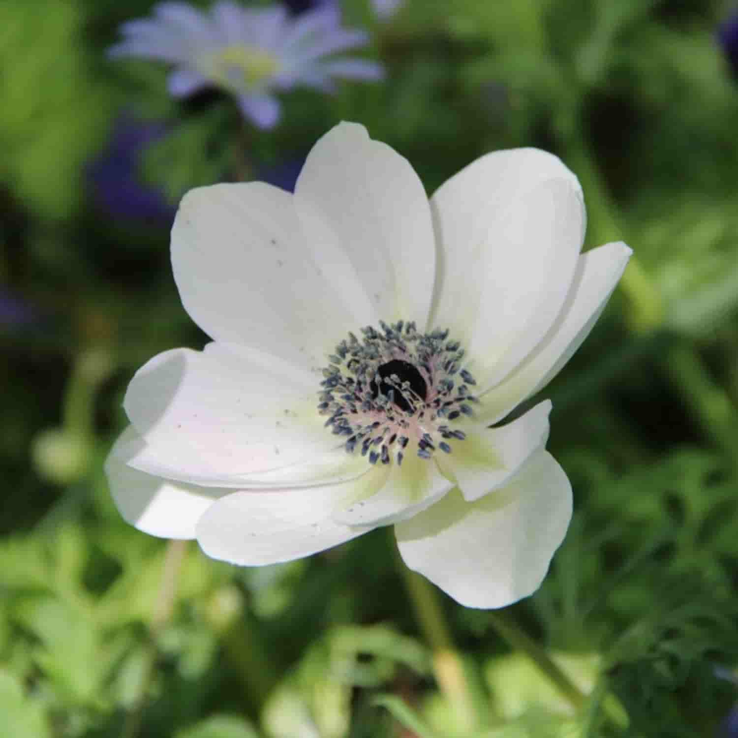 Bulbi de Anemone "Bride", 10 bucati
