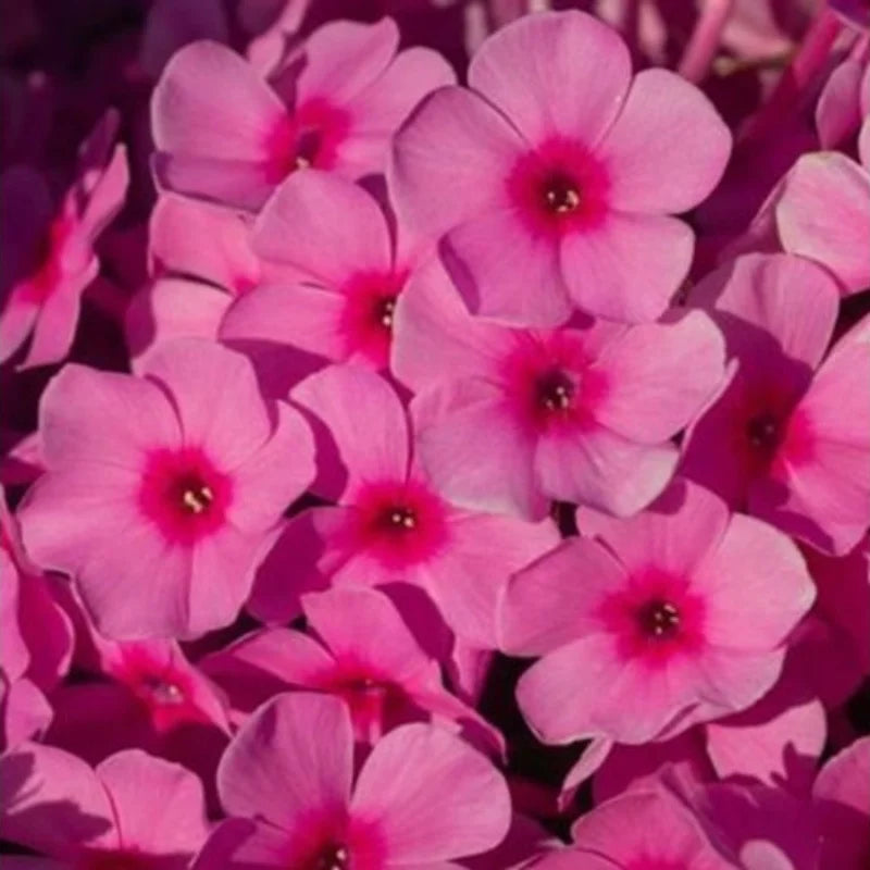 Bulbi de Phlox "Paniculata", Roz, 2 Bucăți
