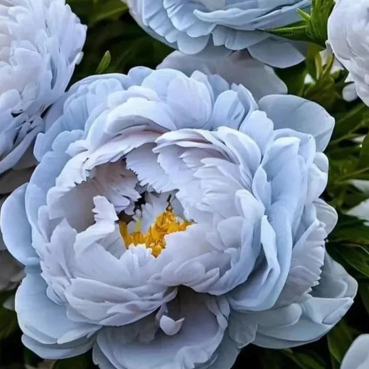 Bulbi de Bujor "Bluey"