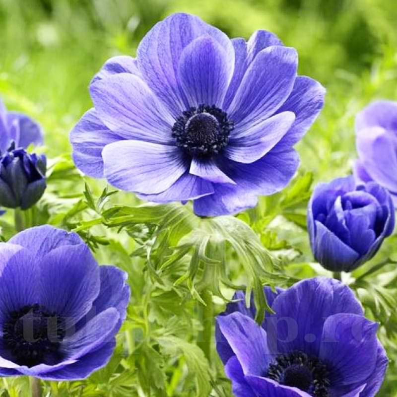 Bulbi de Anemone "Mr Fokker Coronaria" 10 bucati