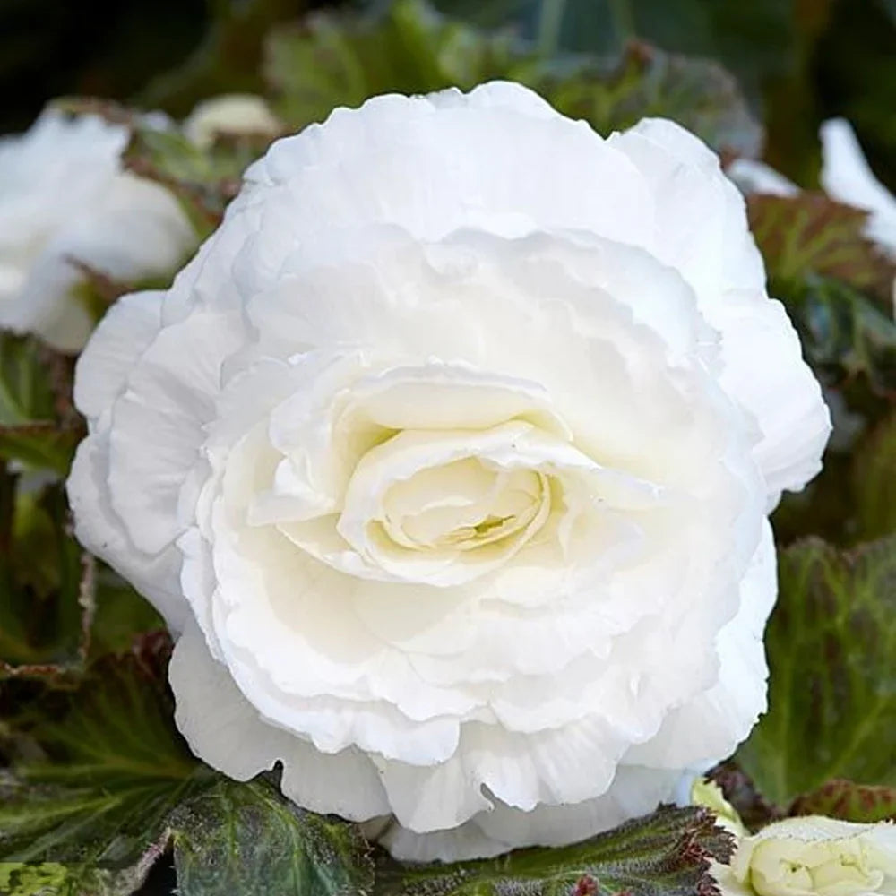 Bulbi de Begonia "Double", Alb, 2 Bucăți