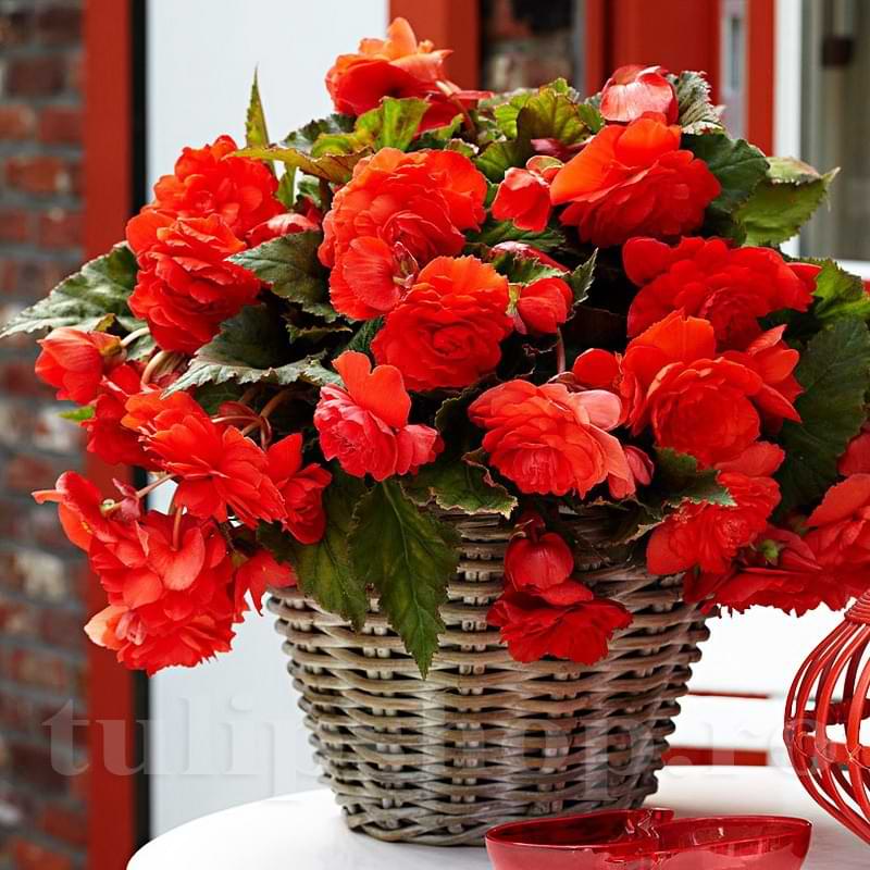 Bulbi de Begonia "Cascade", Rosu, 2 Bucăți