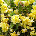 Bulbi de Begonia "Pendula", Galben, 2 Bucăți