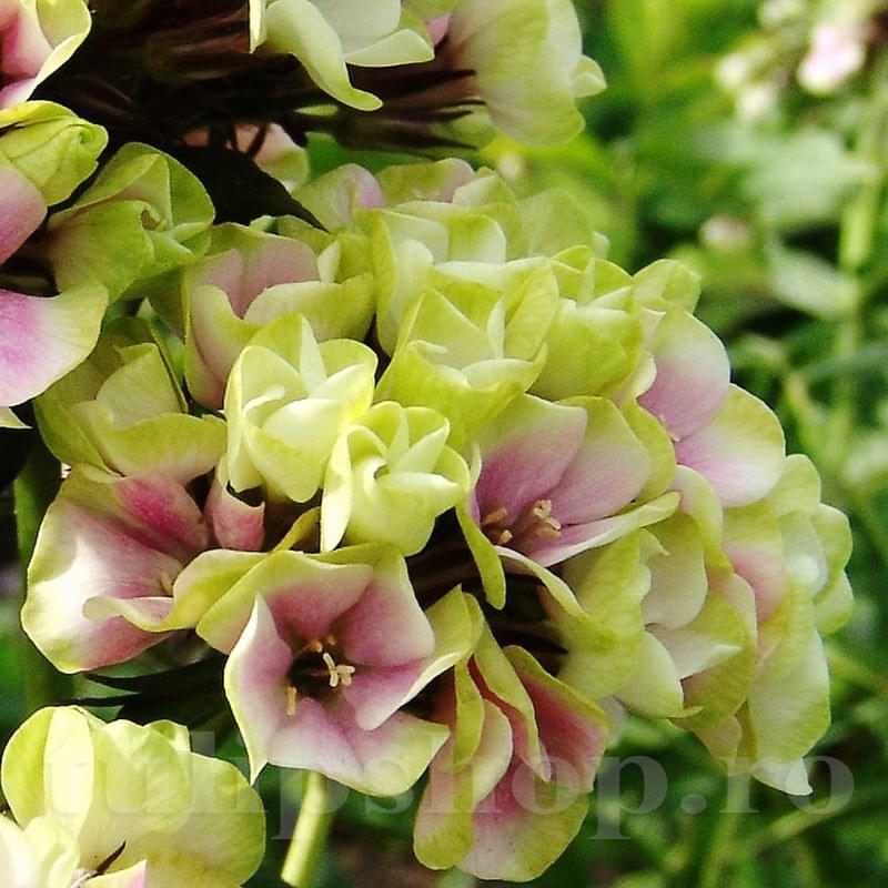 Bulbi de Phlox "StarBurst", Brumarele, 2 Bucăți
