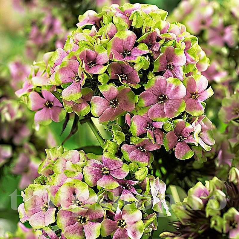Bulbi de Phlox "StarBurst", Brumarele, 2 Bucăți