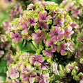 Bulbi de Phlox "StarBurst", Brumarele, 2 Bucăți