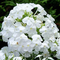 Bulbi de Phlox "Paniculata", Alb, 2 Bucăți