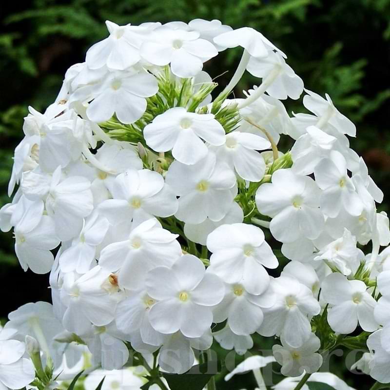 Bulbi de Phlox "Paniculata", Alb, 2 Bucăți