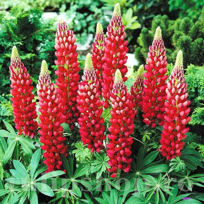 Bulbi de Lupine, Rosu, 2 Bucati