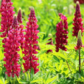 Bulbi de Lupine, Rosu, 2 Bucati
