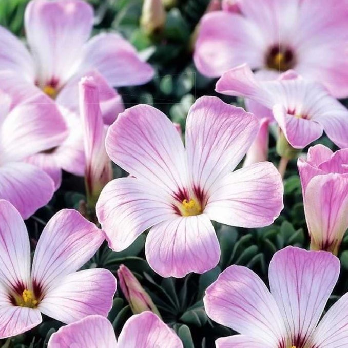 Bulbi de Oxalis "Adenophylla", Trifoi Ornamental, 10 Bucăți
