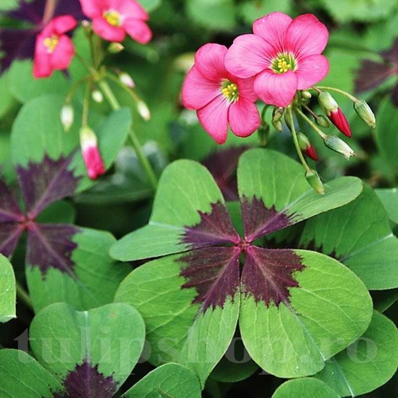 Bulbi de Oxalis "Deppei Iron Cross", Trifoi Ornamental, 10 Bucăți