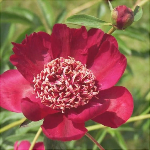 bulbi de bujor 