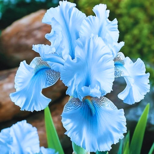 bulbi iris germanica