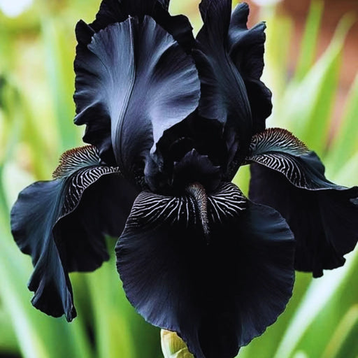 bulbi iris germanica 