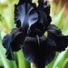 bulbi iris germanica 