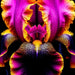 bulbi iris germanica 