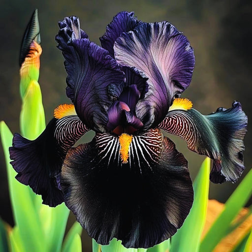 bulbi iris germanica 