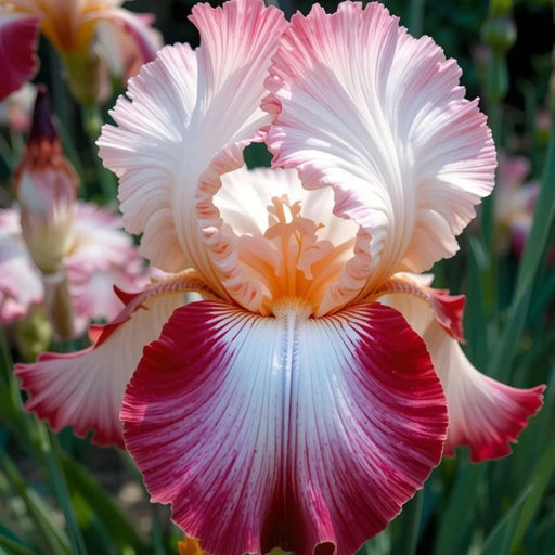 bulbi iris germanica 