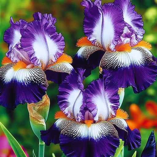 bulbi iris germanica 