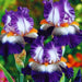 bulbi iris germanica 