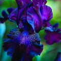 bulbi iris germanica 