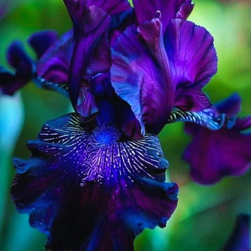 bulbi iris germanica 