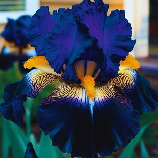 bulbi iris germanica 
