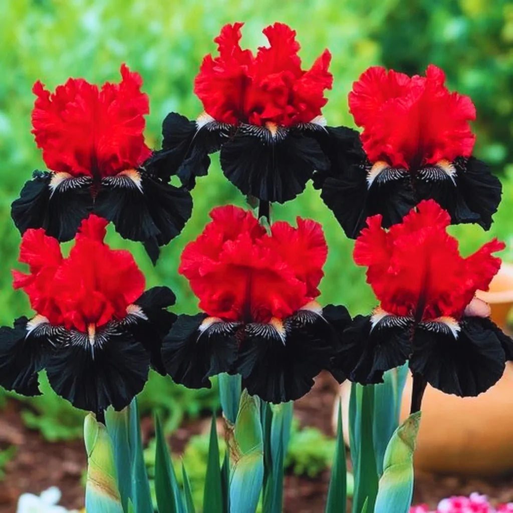 bulbi iris germanica