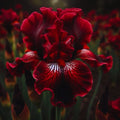 bulbi iris germanica 55