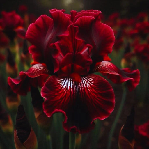 bulbi iris germanica 55