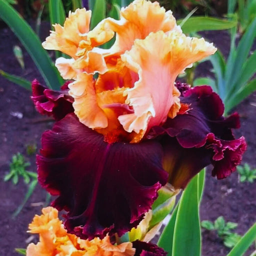 bulbi iris germanica 56