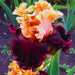 bulbi iris germanica 56