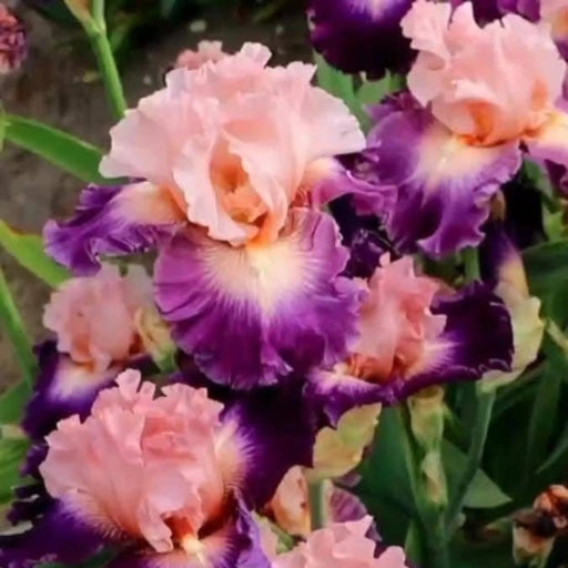 bulbi iris germanica