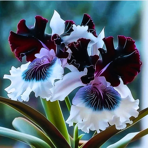 bulbi iris germanica 59