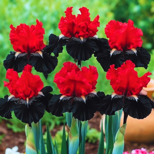 bulbi iris germanica