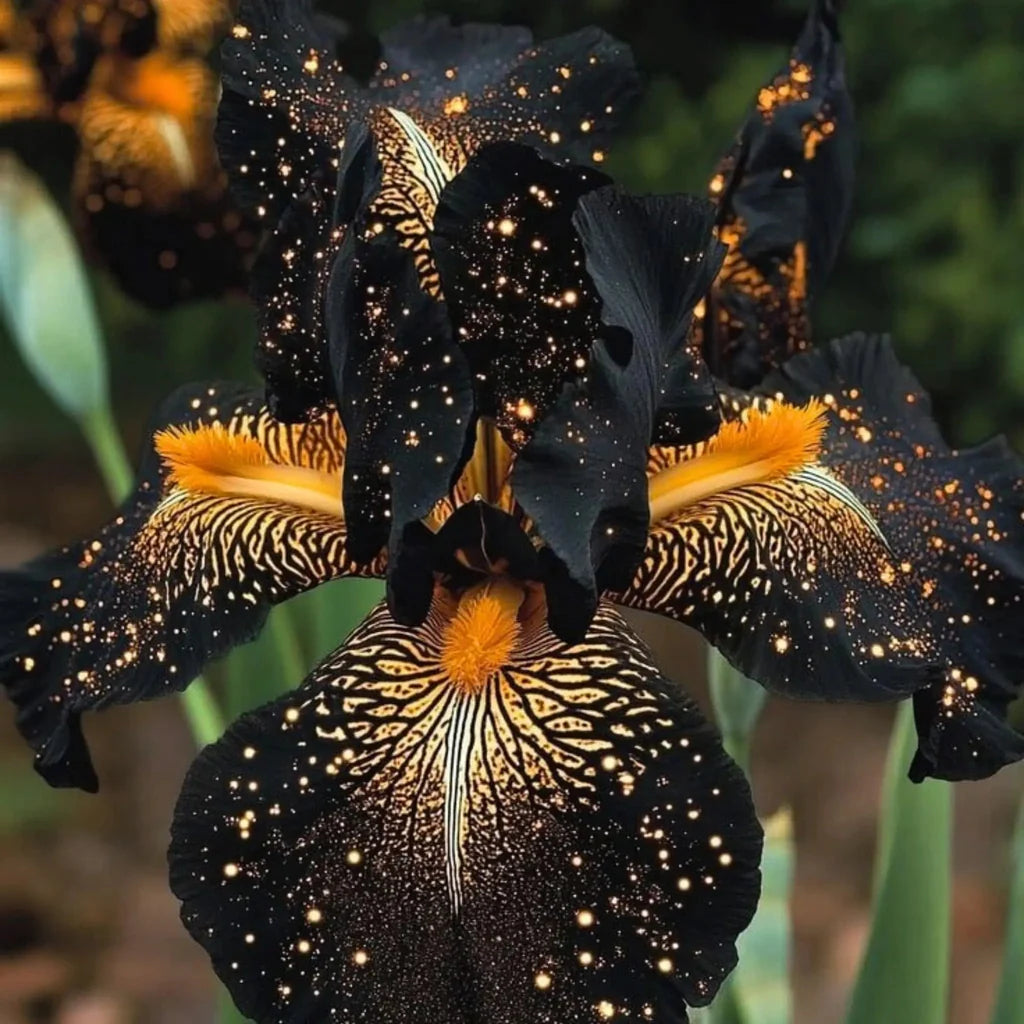 bulbi iris germanica 