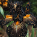 bulbi iris germanica 