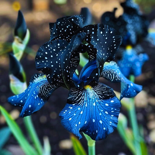 bulbi iris germanica 