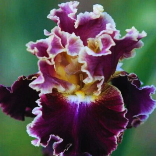 bulbi iris germanica 