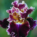 bulbi iris germanica 