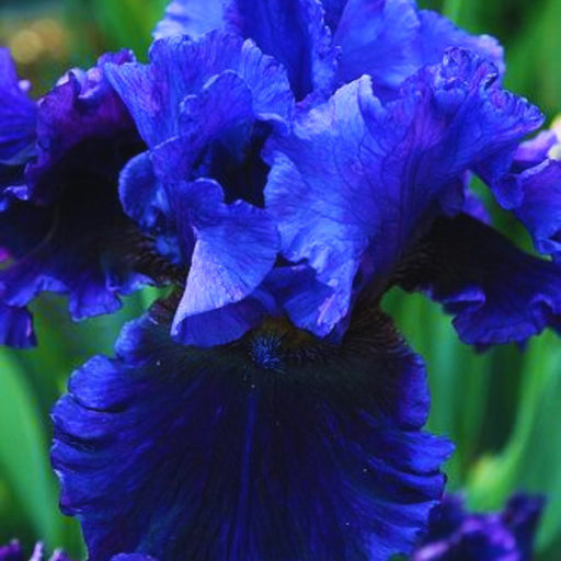 bulbi iris germanica 