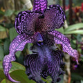 bulbi iris germanica 